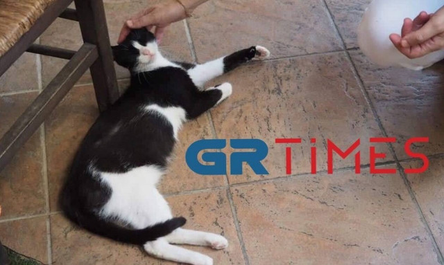 Αιδηψός: Η γατούλα που κλώτσησαν στη θάλασσα είναι πλέον καλά και απέκτησε μωράκια