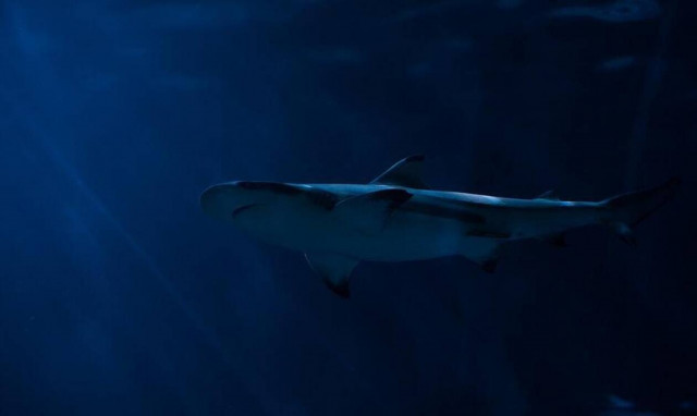 Αίγυπτος: Δύο γυναίκες σκοτώθηκαν από καρχαρία στην Ερυθρά Θάλασσα