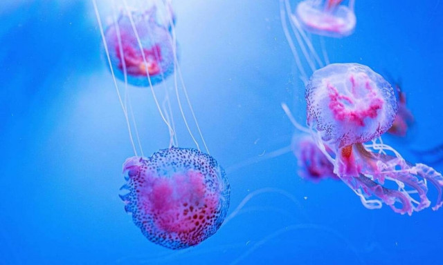 Μωβ μέδουσες: Πώς θα συμβιώσουμε με το πιο επικίνδυνο είδος τσούχτρας της Μεσογείου