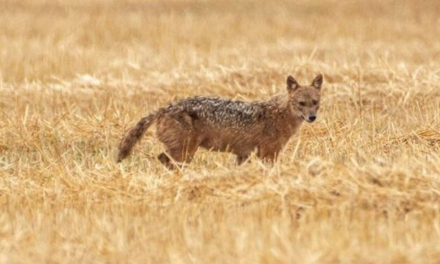Θεσσαλία: Σπάνιο «χρυσό τσακάλι» εμφανίστηκε στην λίμνη Κάρλα (vid)