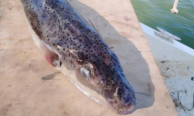 Ρόδος: Κοπάδι λαγοκέφαλων κατέγραψε ψαράς - «Τραγική η κατάσταση»