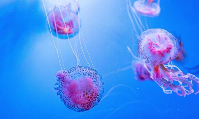 Μωβ μέδουσες: Ο χάρτης με τις «κόκκινες» παραλίες της Ελλάδας