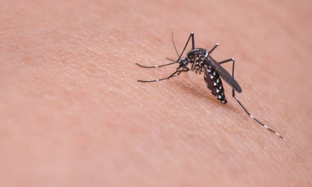 Θεσσαλονίκη: Τέσσερα κρούσματα του ιού του Δυτικού Νείλου