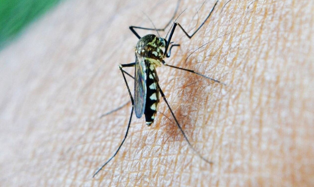 Ιός του Δυτικού Νείλου: Το πέμπτο κρούσμα επιβεβαιώθηκε στη Λάρισα