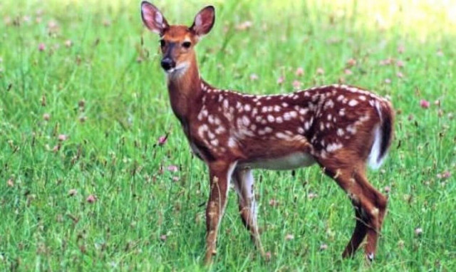 A 4-month-old roe deer, named Emilios, rescued in Xanthi