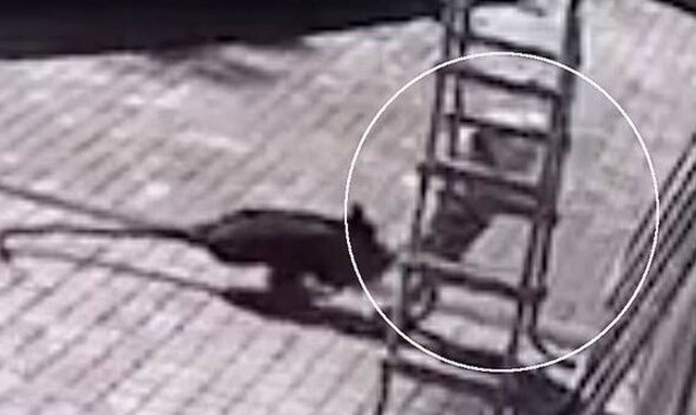 Άγρια επίθεση από μαϊμού σε κορίτσι στη Μόσχα – Το παιδί δίνει μάχη να κρατηθεί στη ζωή (vid)