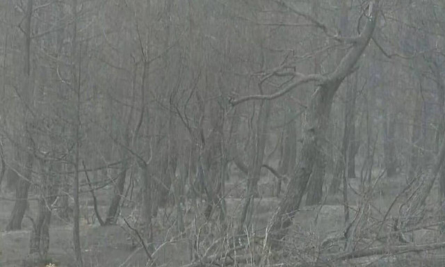 Fire raging in Dadia national park for fifth day