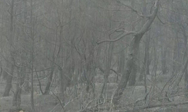 Φωτιά Έβρος: Δώρο εξ ουρανού στο Δάσος της Δαδιάς - Ξεκίνησε να βρέχει