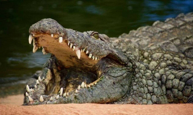 Ινδονησία: Κροκόδειλος 8 μέτρων κατασπάραξε ψαρά (pics)