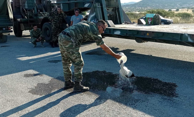 Μυτιλήνη: Στρατιωτικός διέσωσε πελαργό που είχε καεί στα πόδια