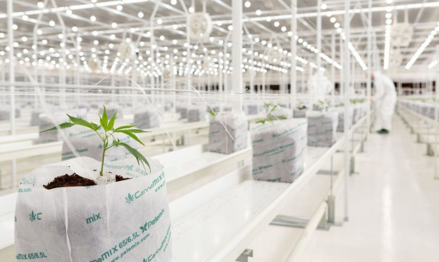 Η Ελλάδα υποδέχεται από το Ισραήλ τα πρώτα φυτά Φαρμακευτικής Κάνναβης