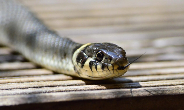 Τροχαίο στη Λάρισα: Φίδι μπήκε σε αυτοκίνητο και τσίμπησε τον οδηγό