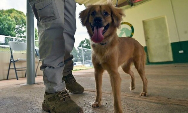 Παναμάς: Μίλι, η σκυλίτσα που επέζησε 40 ημέρες μέσα σε κοντέινερ αφού διέσχισε τον Ατλαντικό