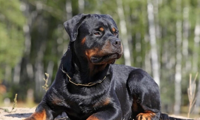 Επιθέσεις σκύλων: Θα τιμωρηθεί επιτέλους κάποιος;