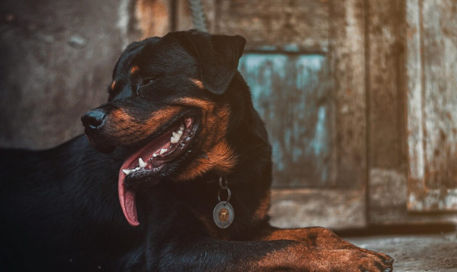Εύβοια: Στην εντατική ο 6χρονος που τον δάγκωσε ροτβάιλερ στο κεφάλι