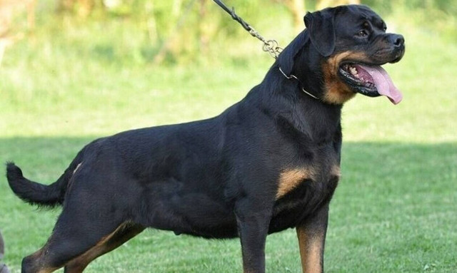 Εύβοια: Ελεύθερος ο ιδιοκτήτης του ροτβάιλερ - Παλεύει στην εντατική το μικρό αγόρι