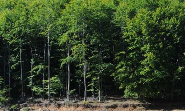 Η παγκόσμια δασική έκταση ανά κεφαλή έχει μειωθεί πάνω από 60% κατά τα τελευταία 60 χρόνια