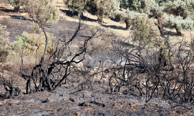 Λασίθι: Προφυλακίστηκε ο 25χρονος για την φωτιά στο Βραχάσι