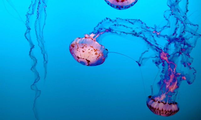 Μωβ μέδουσες: Ποιες παραλίες να αποφύγετε την πρώτη εβδομάδα του Αυγούστου