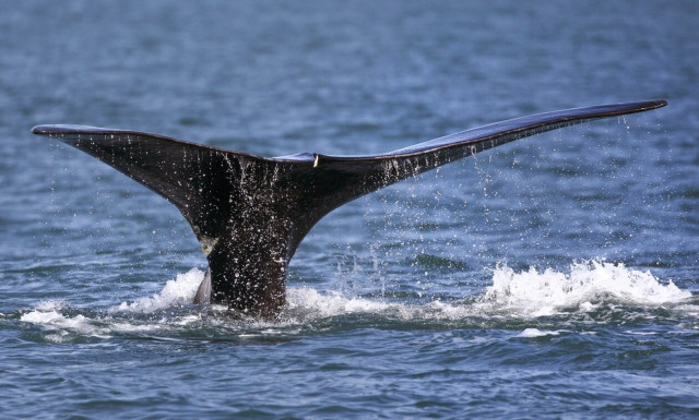 Γαλλία: Φάλαινα μπελούγκα εντοπίστηκε στον Σηκουάνα