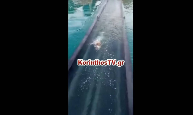 Κόρινθος: Συγκλονιστικό βίντεο με σκυλάκι που προσπαθεί να σωθεί στον Ισθμό