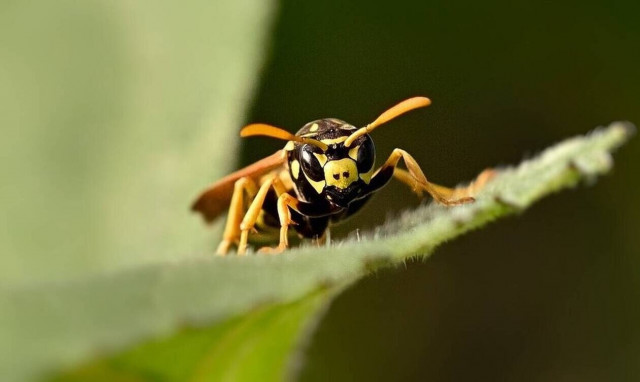 Τραγωδία στην Ηλεία: Νεκρή 67χρονη που δέχτηκε επίθεση από σφήκες