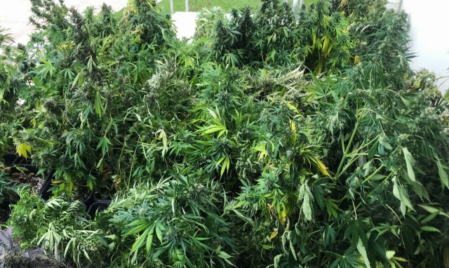 Θεσσαλονίκη: Ηλικιωμένος καλλιεργούσε κάνναβη στην αυλή του σπιτιού του