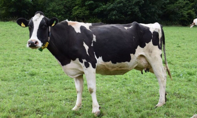 Λάρισα: Αγελάδα ποδοπάτησε άνδρα και τον έστειλε στο νοσοκομείο