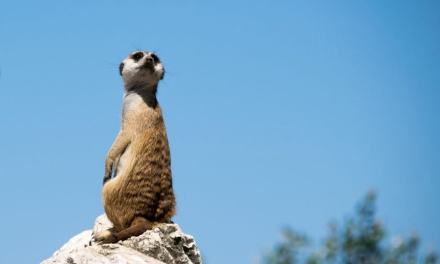 Απίστευτο και όμως ελληνικό: Χάθηκε σουρικάτα στα στενά του Κορυδαλλού!