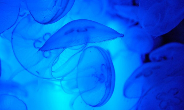 Απίστευτο βίντεο: Μέδουσα μεγαλύτερη από μπάλα ποδοσφαίρου