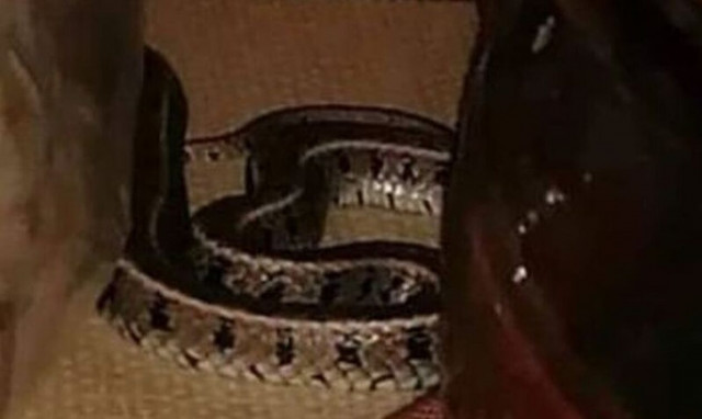 Κοζάνη: Βρήκε φίδι μέσα στο σπίτι