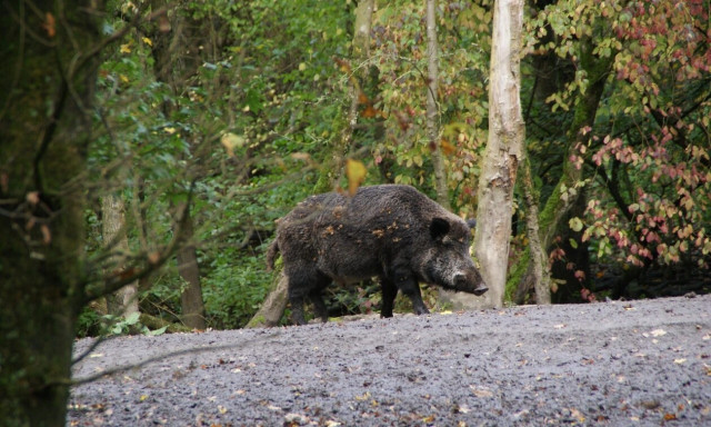 Φθιώτιδα: Αγριογούρουνα πίσω από τη φωτιά στο Λογγίτσι;