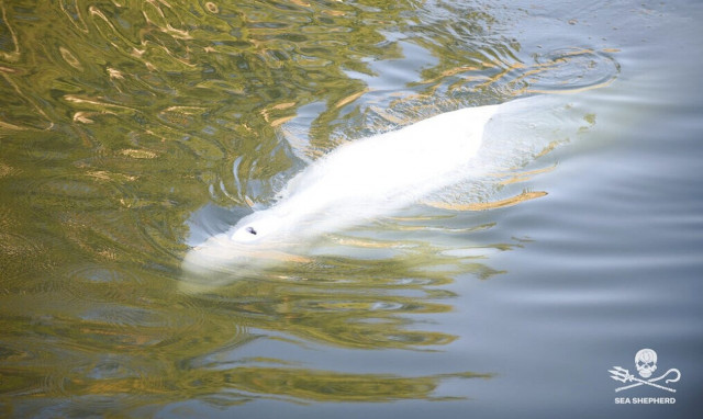 Γαλλία: Η «οδύσσεια» της φάλαινας που παγιδεύθηκε στα νερά του Σηκουάνα - Αγώνας δρόμου για να σωθεί