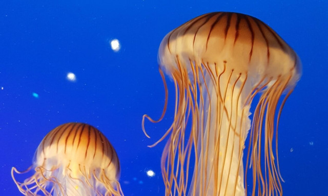 Χαλκίδα: Η θάλασσα γέμισε σαλούφες – Βίντεο με το κοπάδι των καφέ μεδουσών