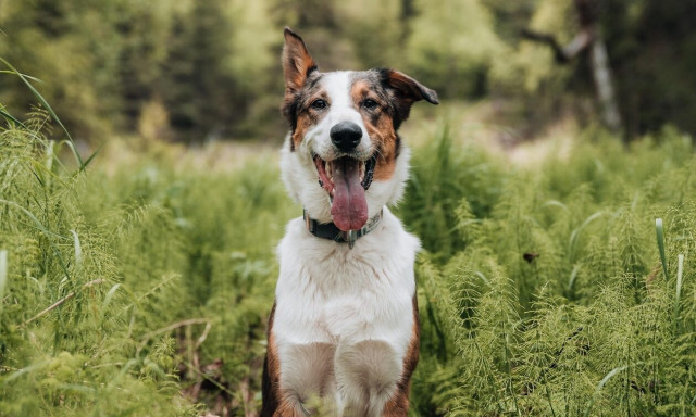 Θεσσαλονίκη: Ηλικιωμένη χτύπησε με τη μαγκούρα της σκύλο