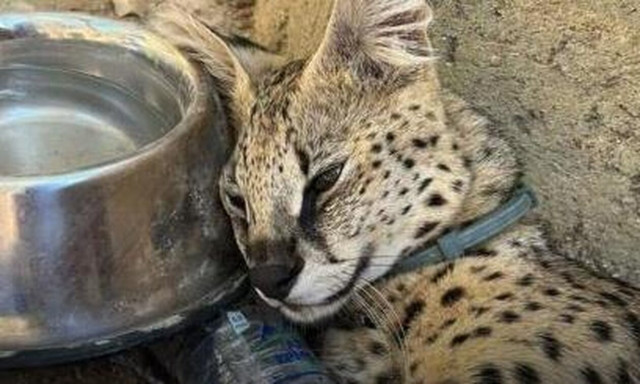 Θάνατος αγριόγατου στην Κύπρο: Zητούν παραίτηση Διευθυντή των Κτηνιατρικών Υπηρεσιών και δίωξή του