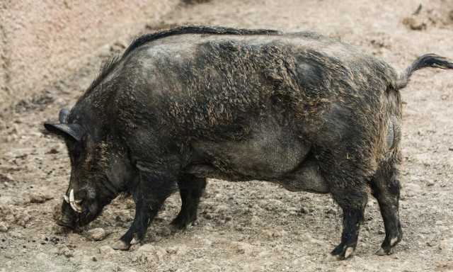 Εύβοια: Τροχαίο με αγριογούρουνα για νεαρό οδηγό – Σώθηκε από θαύμα