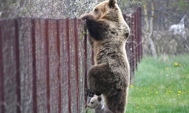 Καστοριά: Μια αρκούδα μαζί με τα δύο μωρά της έκανε... βόλτα στο κέντρο της πόλης