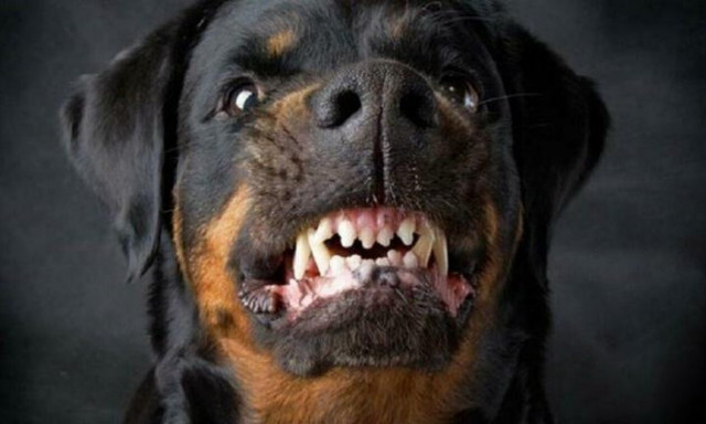 Νέο τραγικό περιστατικό στη Γαύδο: Της επιτέθηκαν ροτβάιλερ, βρέθηκε στο νοσοκομείο!