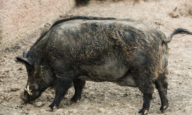 Κρυονέρι: Σύλληψη 73χρονου γιατί σκότωσε αγριογούρουνο και τραυμάτισε γειτόνισσά του με τα σκάγια