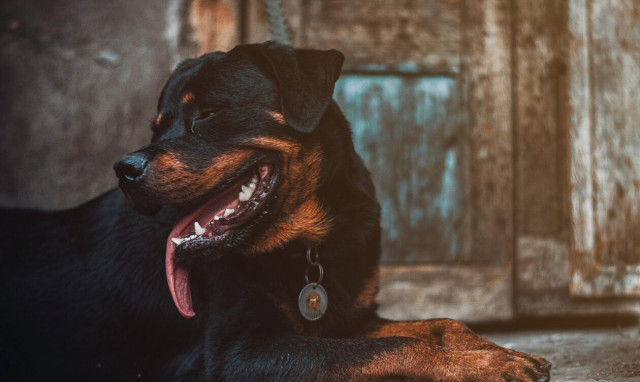 Σοβαρή καταγγελία για τα ροτβάιλερ στη Γαύδο: Στο τέλος θα σκοτώσουν άνθρωπο, να αναλάβουν οι Αρχές