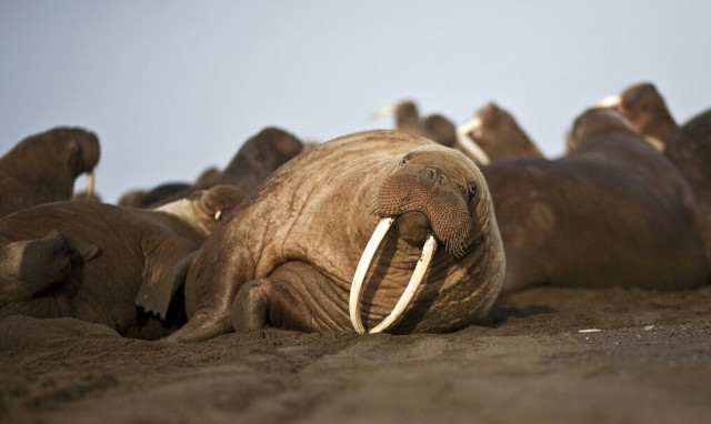 Νορβηγία: Φρέγια, ο θαλάσσιος ίππος που κινδυνεύει με ευθανασία λόγω...υπερβολικής δημοσιότητας