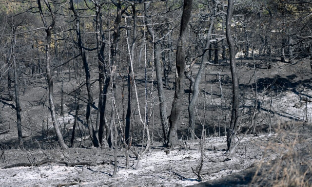 Meteo: Αύξηση της ευφλεκτότητας των δασικών καυσίμων αυτή την εβδομάδα παρά τις πρόσφατες βροχές
