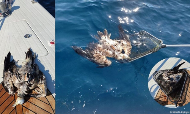 Τελευταίο αποδημητικό ταξίδι για σπάνιο ασπροπάρη - Βρέθηκε νεκρός στη Θάσο