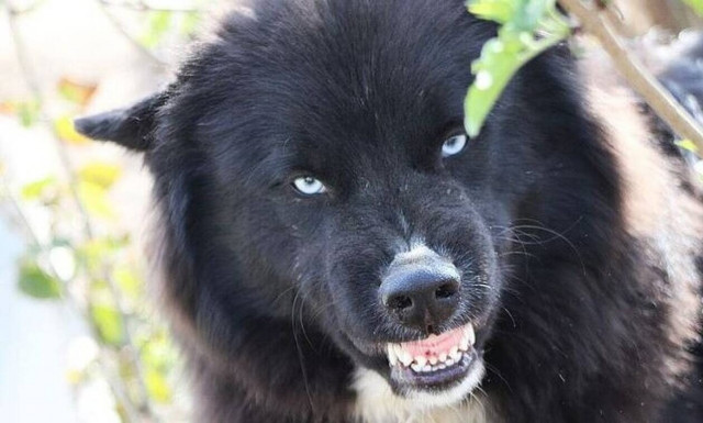 Φθιώτιδα: Αδέσποτα σκυλιά δάγκωσαν παιδάκι και το έστειλαν στο νοσοκομείο