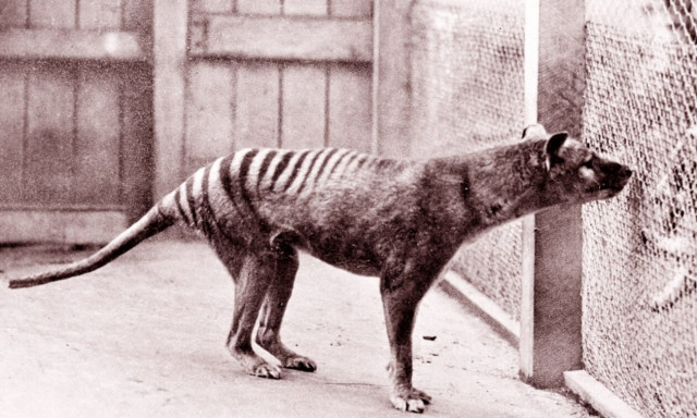 Αυστραλία: «Ξυπνάει» τo Jurassic Park  - Επιστήμονες ελπίζουν να ζωντανέψουν την τίγρη της Τασμανίας