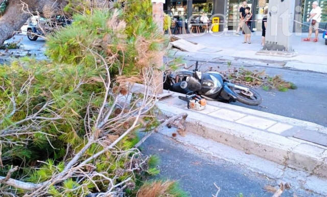 Τραγωδία στην Κρήτη: Βίντεο καταγράφει την στιγμή που δέντρο καταπλακώνει οδηγό