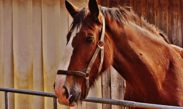 ΗΠΑ: Δυο άλογα «περπατούν στο νερό» - Το βίντεο - οφθαλμαπάτη που έγινε Viral