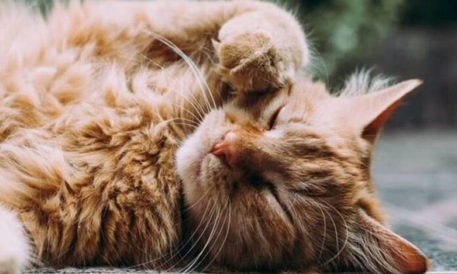 Αγγλίδα έπαθε καρδιακή προσβολή και την έσωσε ο γάτος της