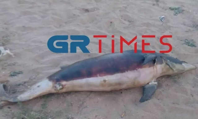 Χαλκιδική: Νεκρό δελφίνι εντοπίστηκε να επιπλέει στη θάλασσα στα Νέα Πλάγια